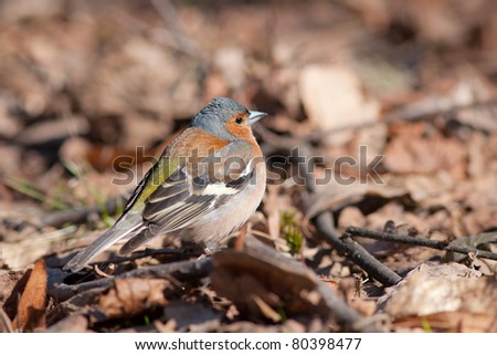 The chaffinch in the spring among last year\'s leaves