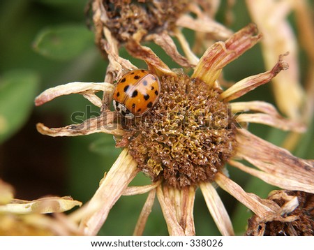 lady bug on sun flower