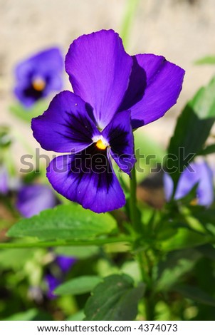 violet spring pansy flowers love-in-idleness