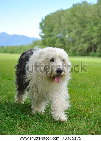 Big bobtail old english shipdog breed dog outdoors on a field