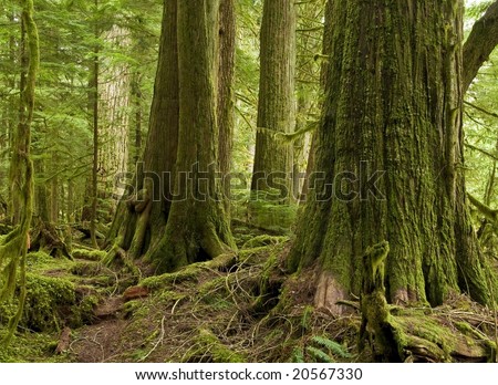An old growth rainforest of Western Red Cedar remains protected witihn an ecological reserve in coastal southern BC, Canada
