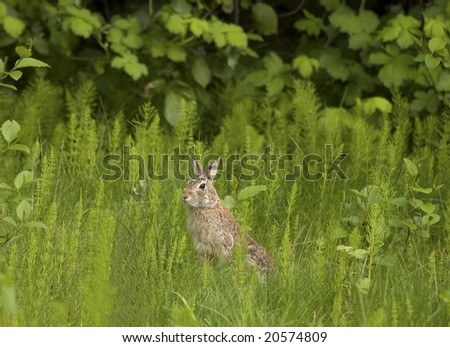 A small rabbit keeps on the alert for predators
