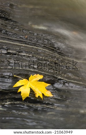 An autumn big leaf maple leaf rests alongside a rocky stream