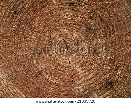 Tree growth rings