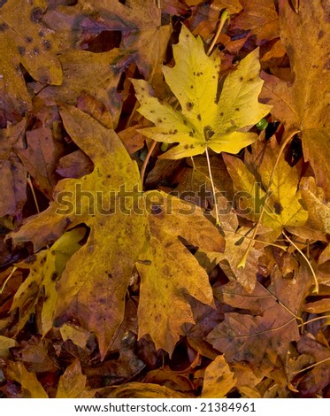 Fallen autumn big leaf maple leaves cover the ground