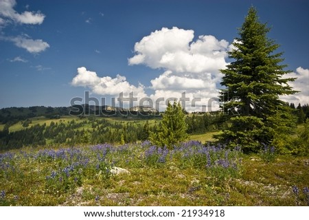 Alpine lupines are a common wildflower in the alpine meadows of Manning Park in southern BC, Canada