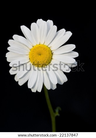 Daisy+flower+pictures