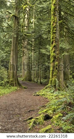 Tall Tree forest path