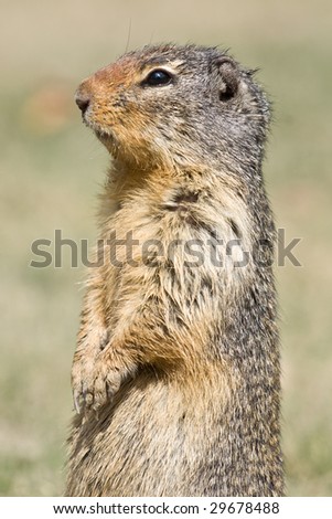 A side profile of a standing ground squirrel