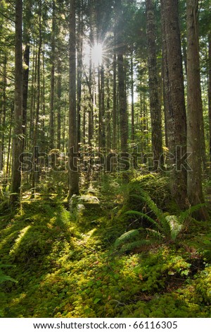 The sun shines through a canopy of young evergreen trees onto the mossy forest floor