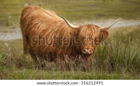 A Highland Cow in the Scottish Highlands a summer afternoon.
