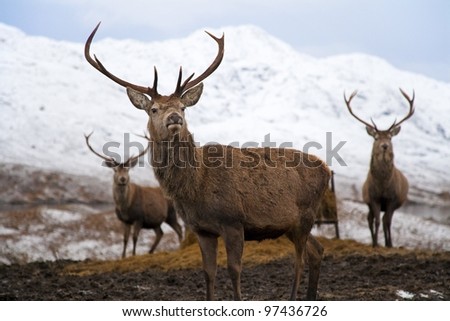 Deer Trio in Snowy Mountains