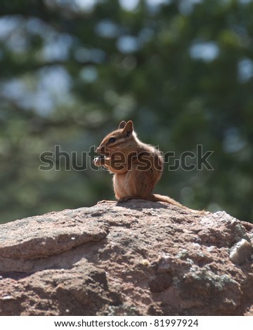 Chipmunk in Nature Sitting on a Rock