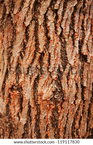 Bark of tree,tree texture