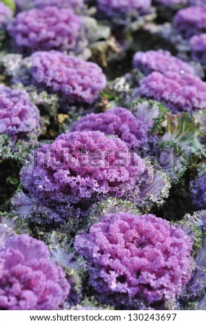 purple kale