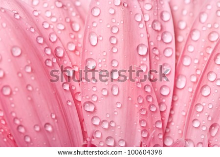 Closeup pink gerbera daisy flower with water drops