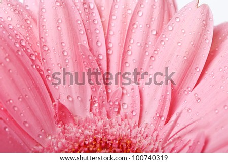 Pink gerbera daisy flower on a white background
