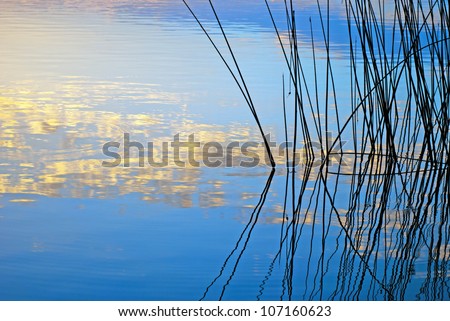 Morning lake landscape with silhouette of reeds reflected in water