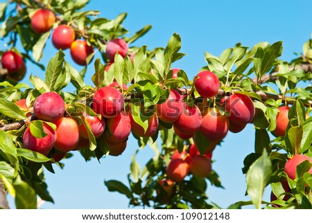 Excellent fruits of plum tree