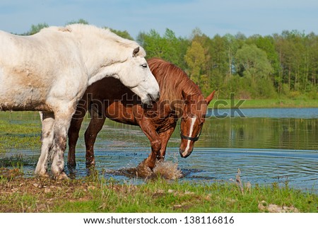 Two horses play in water on spring background