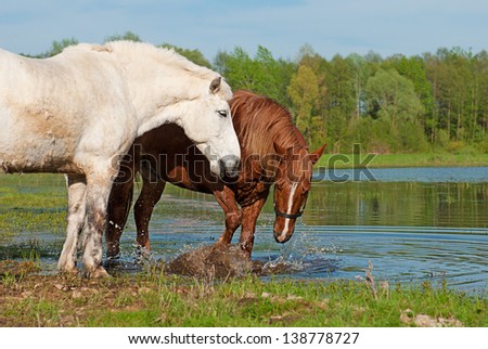 Two horses play in water on spring background
