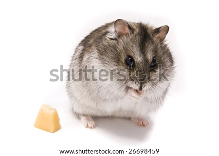 hamster with cheese