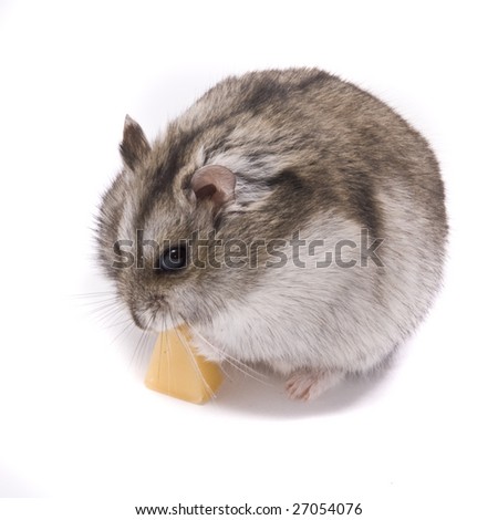 hamster in cheese