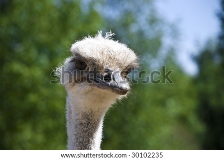ostrich portrait, big size