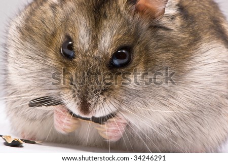 Dwarf hamster eating sunflower seed