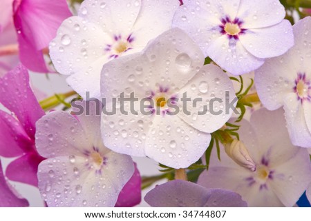 Beautiful flowers with water drops (Phlox drummondi)