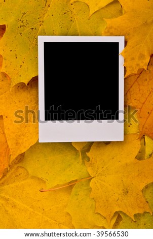 Blank card with soft shadow on the maple leaves background