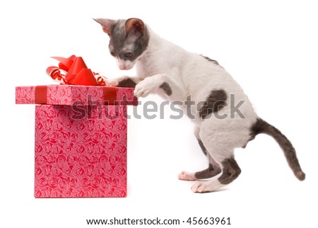 http://image.shutterstock.com/display_pic_with_logo/83422/83422,1264968288,4/stock-photo-cornish-rex-cat-looking-in-gift-box-on-a-white-background-45663961.jpg