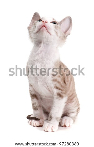 Little Sphinx kitten isolated on the white background