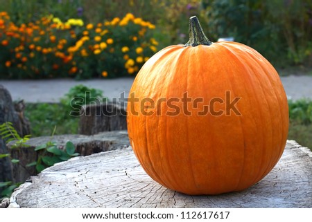 Fresh pumpkin on wooden background in autumnal garden . For Halloween, thanksgiving holiday, autumn theme.