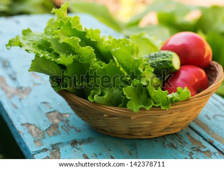 Fresh salad lettuce, tomato, cucumber in bucket. Selective focus. Natural/bio/organic/eco products.
