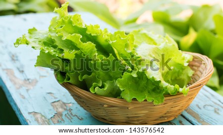 Fresh organic lettuce in bucket on garden background. Natural/eco/bio/organic products. Selective focus.