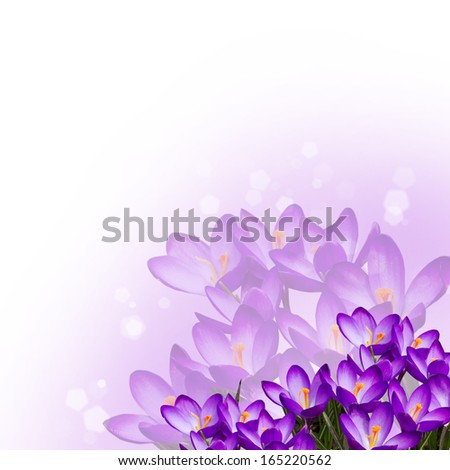 Postcard with fresh flowers crocuses and place for your text. Abstract background for design. Spring background. Floral background.