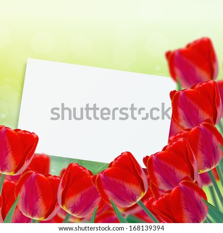 Postcard with fresh flowers tulips and place for your text. Abstract background for design. Spring background. Floral background.