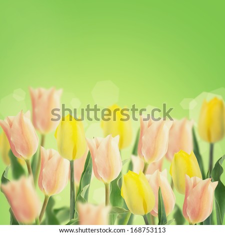 Postcard with fresh flowers pink and yellow tulips and place for your text. Abstract background for design. Spring background. Floral background.