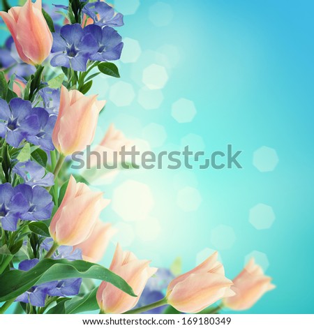 Flowers border from tulips and periwinkle on pink background. Place for your text.