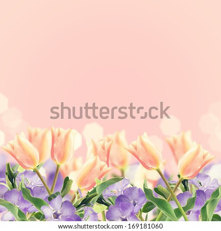 Postcard with fresh flowers tulips and  periwinkle and  place for your text. Abstract background for design. Spring background. Floral background.