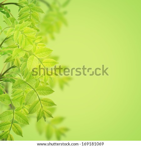 Postcard with fresh green leaves and place for your text. Spring background. Abstract background for your design.