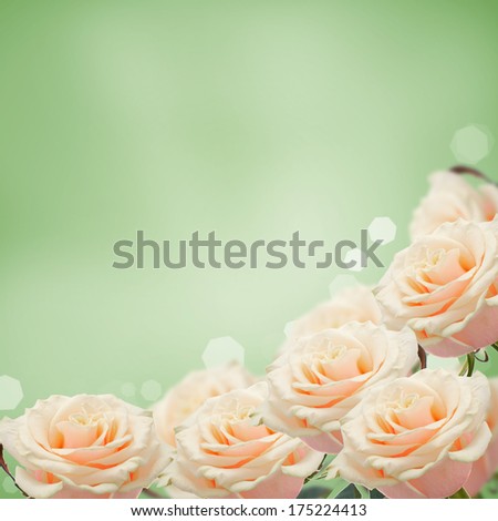 Fresh pastel roses on green background. Flowers frame. Place for your text.