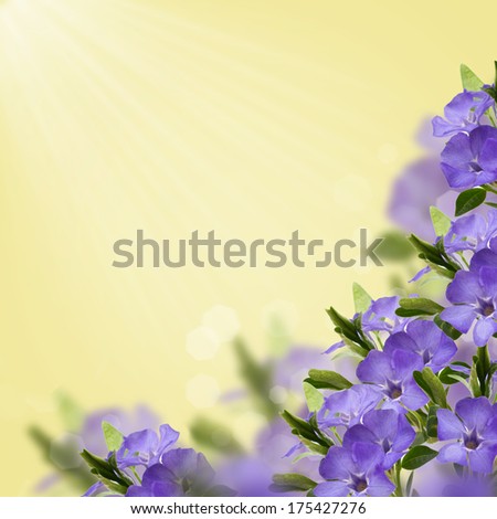 Postcard with fresh flowers. Abstract background for design. Periwinkle on yellow background.