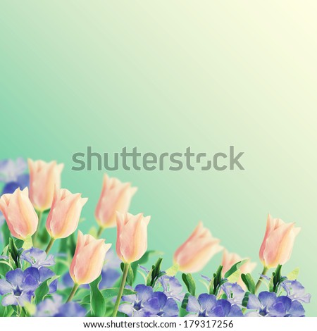 Postcard with fresh flowers tulips, periwinkle and empty place for text. Abstract background for design.