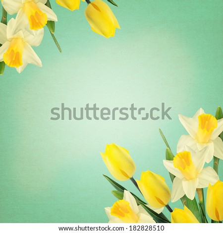 Postcard with fresh flowers tulips and daffodils on mint canvas background. Abstract background for design. Spring background. Floral background.