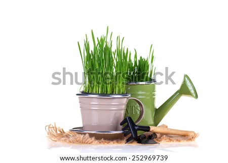 Grass in pot and garden tools isolated on white  background. Gardening concept.