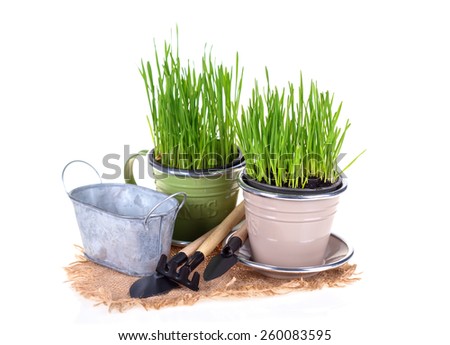 Grass in pots and garden tools isolated on white  background. Gardening concept.