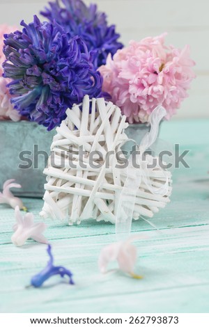 Postcard with fresh flowers hyacinths  and decorative heart on turquoise painted wooden planks. Selective focus. Place for text.