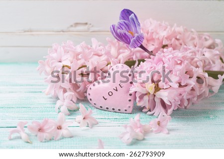 Postcard with fresh flowers hyacinths, crocus  and decorative heart on turquoise painted wooden planks. Selective focus.